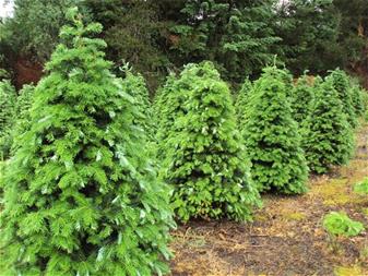 Fresh Christmas trees